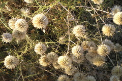 Echinops echinatus